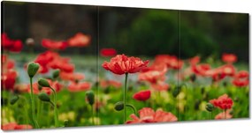 Képek 180x90 Mak Mak és Virágok