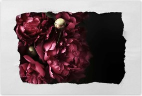 Poszterek 60x40 Gyönyörű lila bazsarózsa