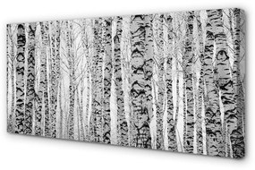 Canvas képek Fekete-fehér nyír 100x50 cm
