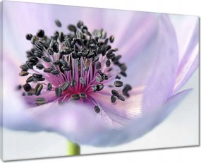 Vászonkép 70x50 Finom porzószálak