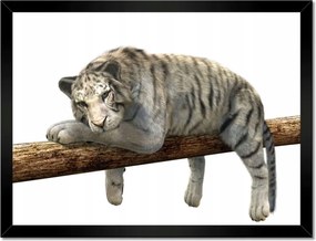 Poszterek keretben 40x30 Fehér tigris a gerendán