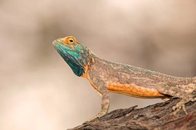 Fotográfia Ground agama, EcoPic