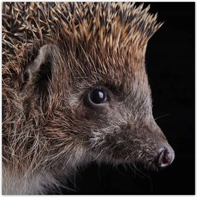 Poszterek 100x100 Sündisznó fekete alapon