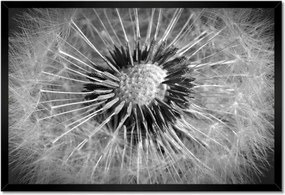 Poszterek keretben 60x40 Pitypang Virág Virágok