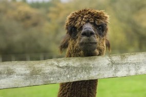 Poszter 91,5x61cm Közelkép az Alpokról, Assaf Frank