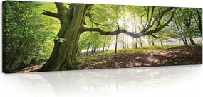 Vászonkép 145x45 Erdő öreg fa napfény zöld természet nyugalom árnyék