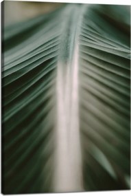 Vászonkép Természet Pálmalevél 40x60