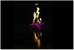 Poszterek 200x135 Lila paprika Tűz