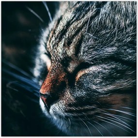 Poszterek 140x140 Cica Cicák