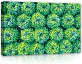 Vászonkép 60x40 Saláta zöld friss természet közelkép mező kert egészség minta
