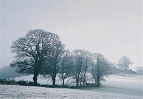 Fotótapéta Fák Köd Táj Hálószoba Nappali Tapéta Flizelina 200x140