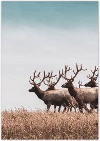Poszterek 70x100 Szarvasok