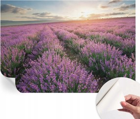 Modern öntapadós fotótapéta Mosható Levendula mezők 152x104 cm