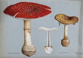 Fotótapéta Flizelin Dekoratív tapéta Gomba metszetek 312x219 Ragasztó