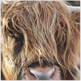 Poszterek 100x100 Skót tehén szarvakkal