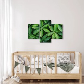 Kép - Levelek harmatcseppekkel (90x60 cm)