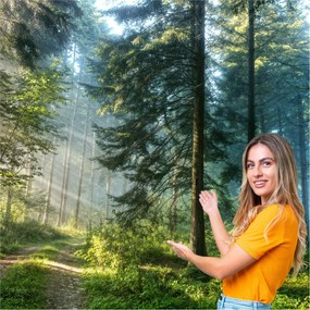 3D fotótapéta Nappali Hálószoba Erdő Fák Nap 588x260 PO10W