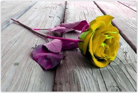 Poszterek 120x80 Freeky rose