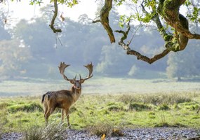 Poszter 100x70cm Szarvas a fa alatt, Assaf Frank