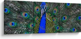 Kép - Páva (órával) (90x30 cm)