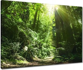 Vászonkép 80x60 Varázslatos erdő Tájkép