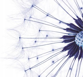 Fotótapéta flizelina pitypang természet minimalizmus stílus akcentus 416x254 +ragasztó