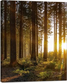 Vászonkép Naplemente Erdő Fák Természet 40x50 cm