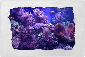 Poszterek 60x40 Víz alatti tengeri világ