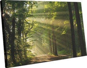 Vászonkép erdő fák Modern falikép 120x80