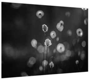 Üveg kép - Pamutfű a réten (70x50 cm)