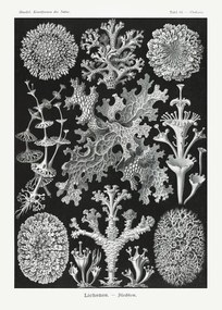 Reprodukció Lichenes–Flechten (1904), Ernst Haeckel