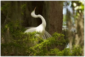 Poszterek 120x80 Kalapos madár Tájkép Kilátás