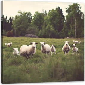 Vászonkép Természet Bárányok a legelőn 60x60 cm