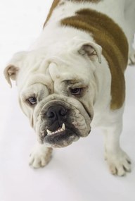 Poszter 68x101cm Brit bulldog, fehér alapon, Assaf Frank