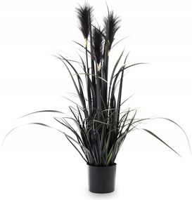 Dekoratív Növény Fekete Nagy Dekoratív Pampas Fű Cserépben