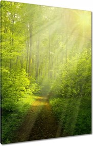 Vászonkép 60x80 Varázslatos erdő Sugárzás