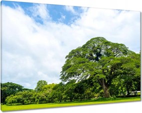 Vászonkép 100x70 Örökzöld park