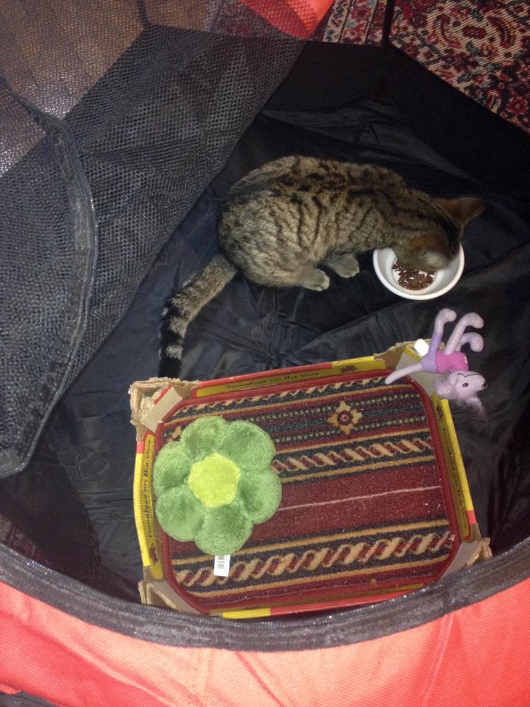 Nagyon praktikus, főleg egy olyan bolondos cicának, mint az én Fruzsinám. 