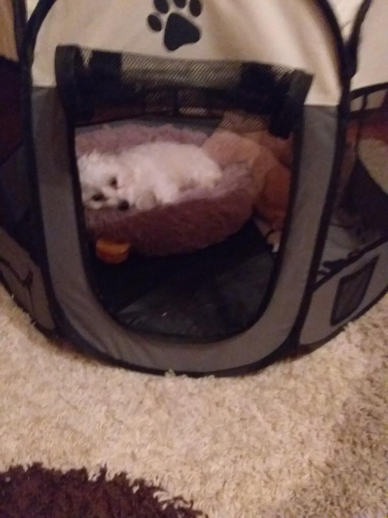 A kiskutyám nagyon szereti.💞🐶