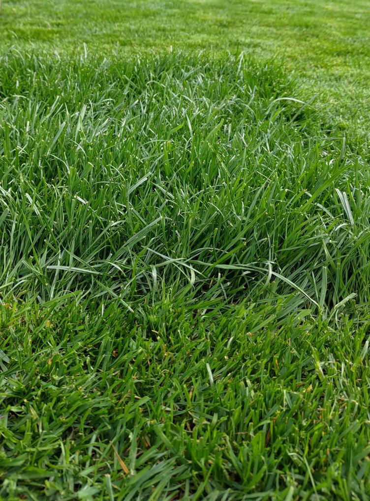 A szórás óta szép sűrű lett a fű, hetente 5-6cm-t növekszik.